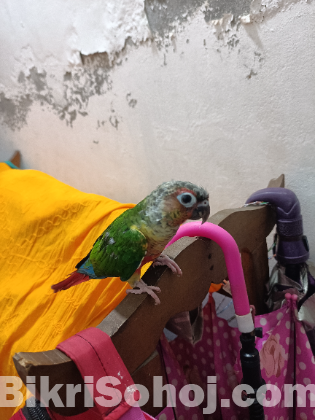 Half tame Green Cheek conure double red fector